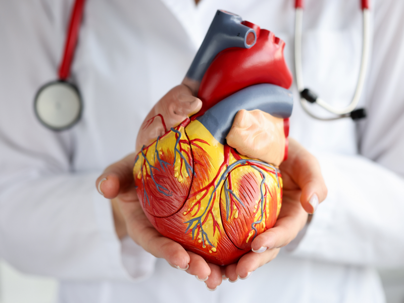 HRV Basics and Why It Matters